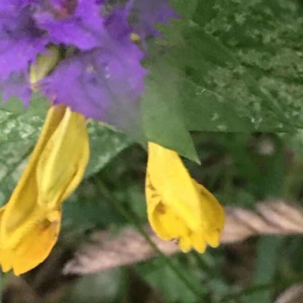 Melampyrum nemorosum Цвят