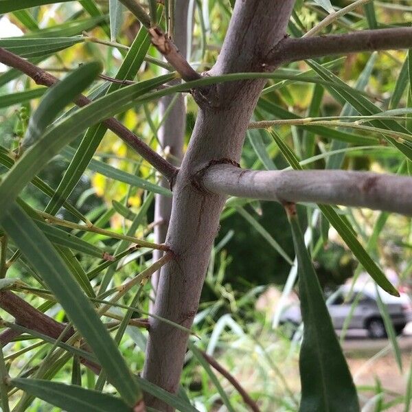 Acacia salicina Casca