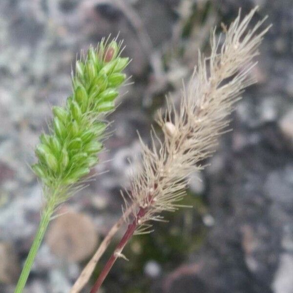 Rostraria cristata Fruct