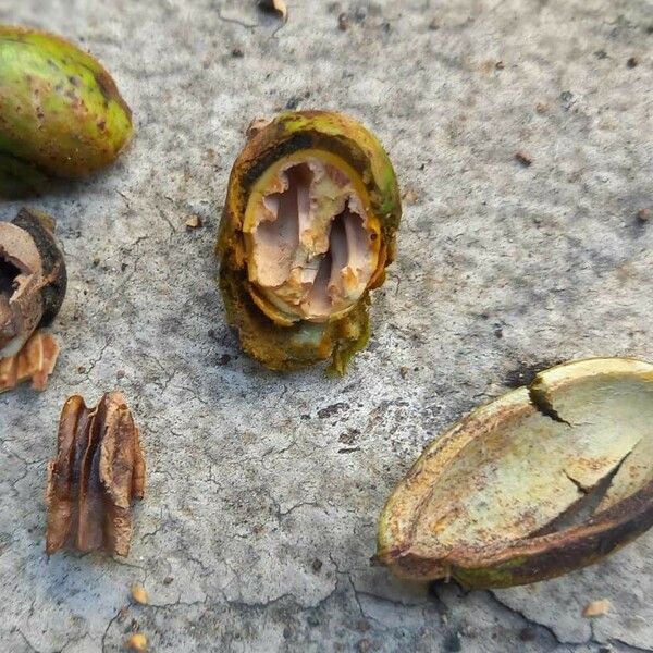 Carya illinoinensis Fruit