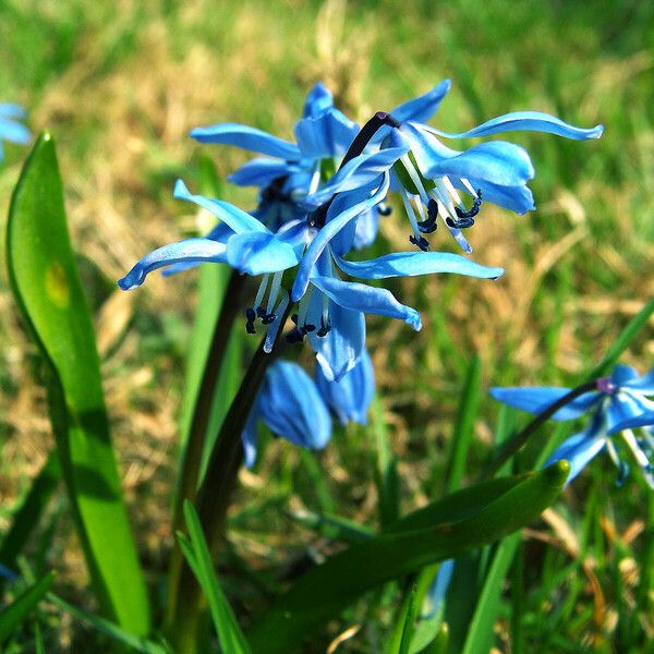 Scilla siberica Flors