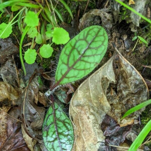 Hieracium venosum Leaf