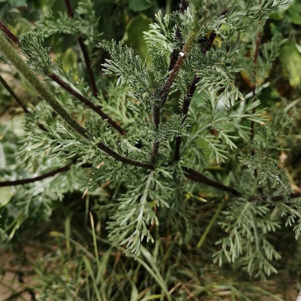 Anacyclus × valentinus Leaf