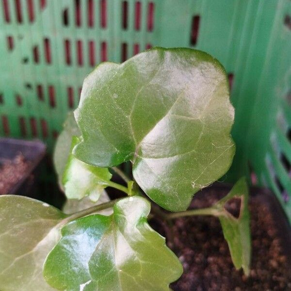 Senecio angulatus Blad