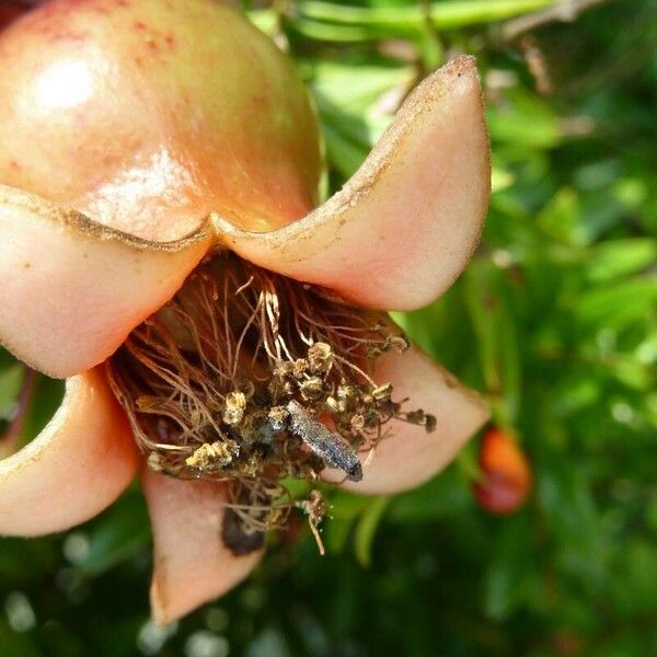 Punica granatum फूल