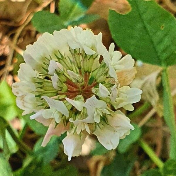 Trifolium repens Virág