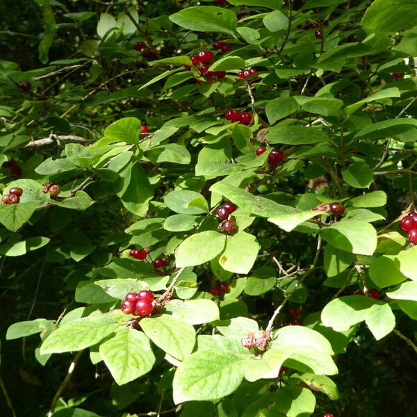 Lonicera xylosteum Frugt