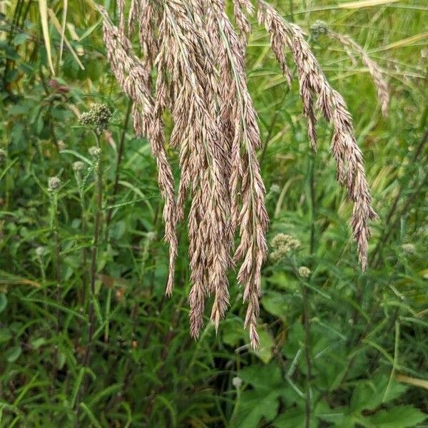 Bromus secalinus പുഷ്പം