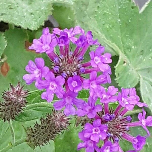 Verbena rigida Fiore