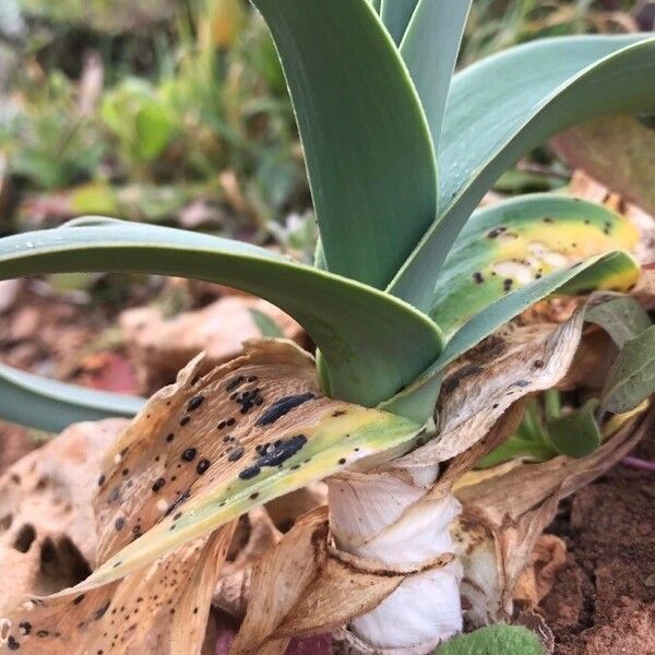 Allium porrum Other