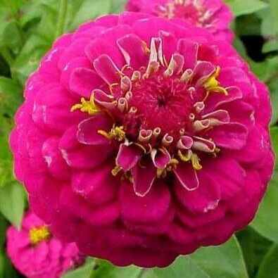 Zinnia elegans Blüte