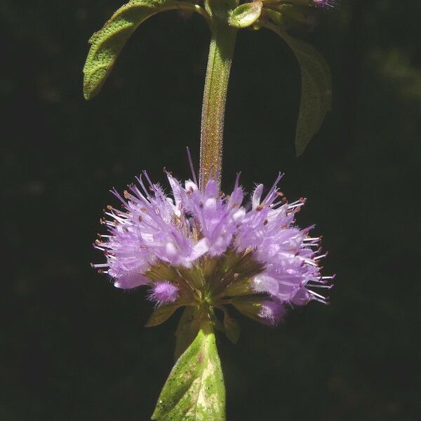 Mentha pulegium Квітка