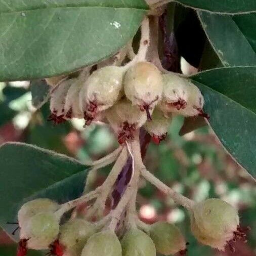 Cotoneaster pannosus Ovoce