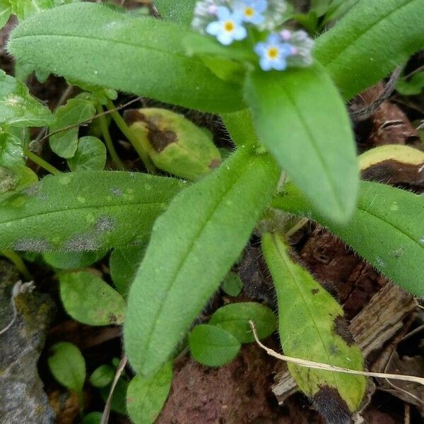 Myosotis arvensis Leaf