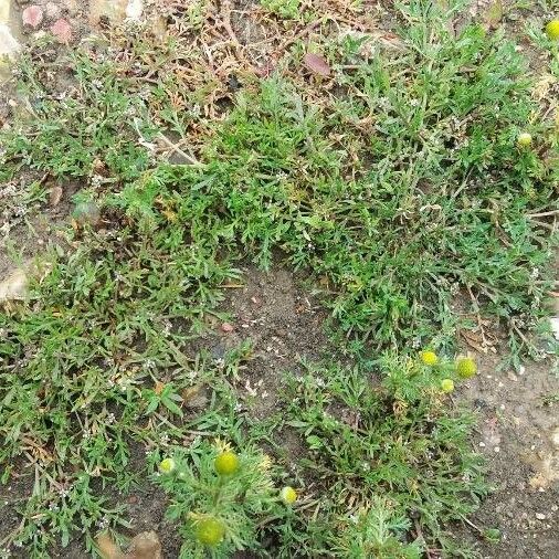 Lepidium squamatum Habit