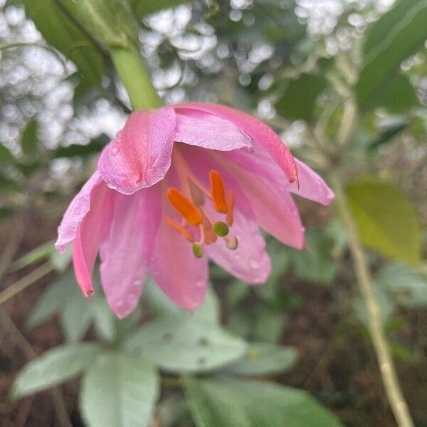 Passiflora tripartita 花