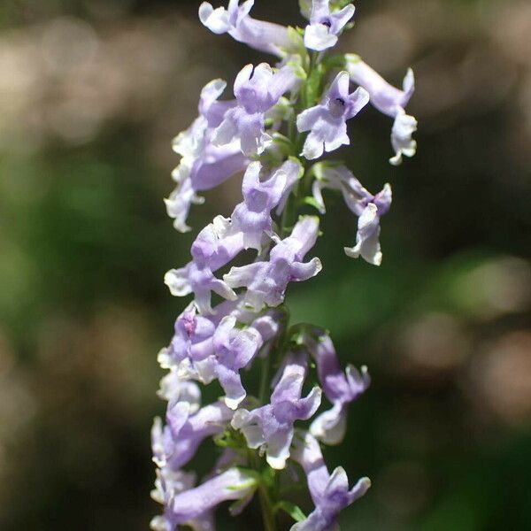 Anarrhinum bellidifolium Flower