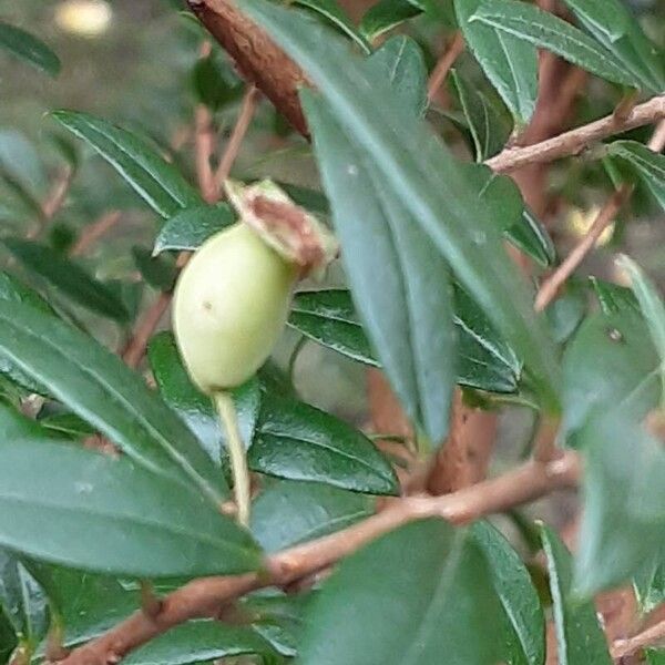 Myrtus communis ഫലം