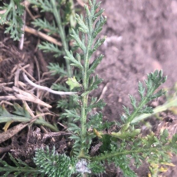 Achillea odorata Лист