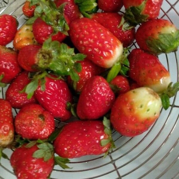 Fragaria moschata Fruit