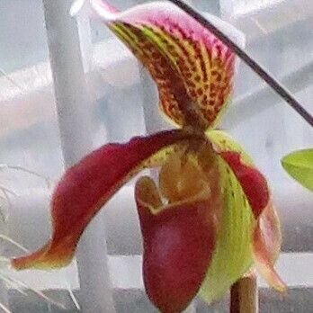 Paphiopedilum spp. Flower