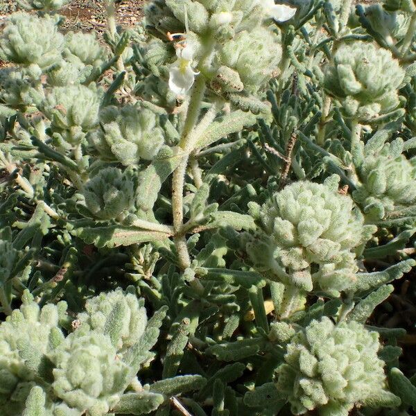 Teucrium polium Floare