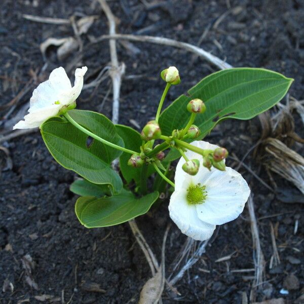 Aquarius cordifolius Flor