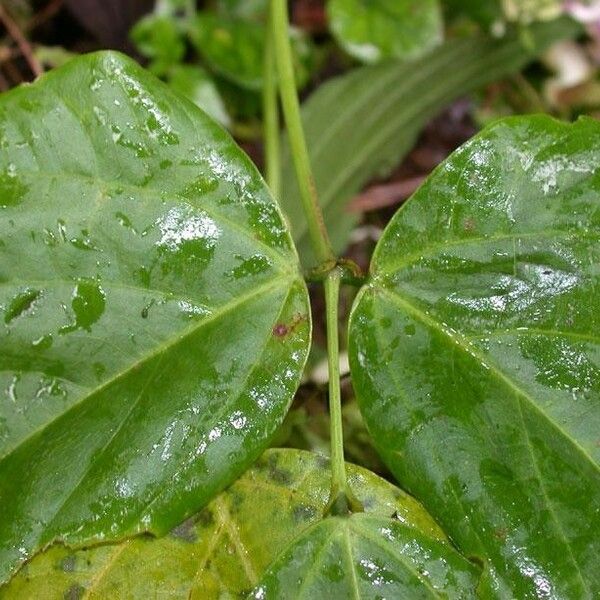 Cochliasanthus caracalla Leaf