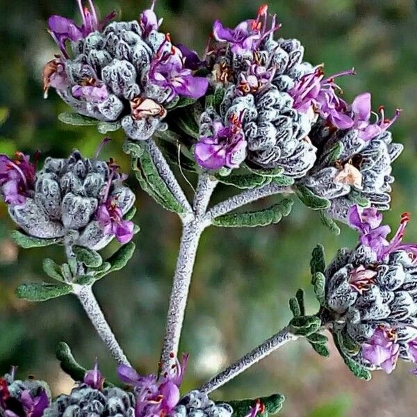 Teucrium capitatum ᱵᱟᱦᱟ