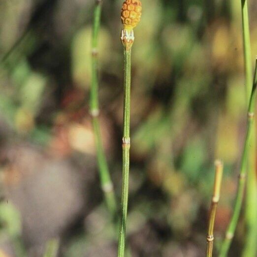 Equisetum variegatum Inny