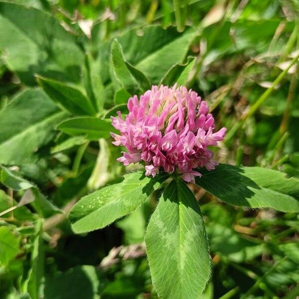 Trifolium pratense Цвят