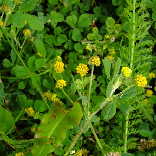 Medicago lupulina Hàbitat