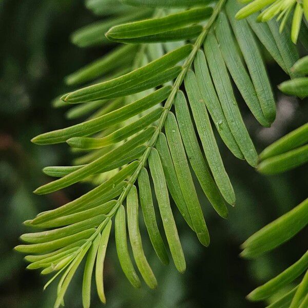 Metasequoia glyptostroboides Blatt