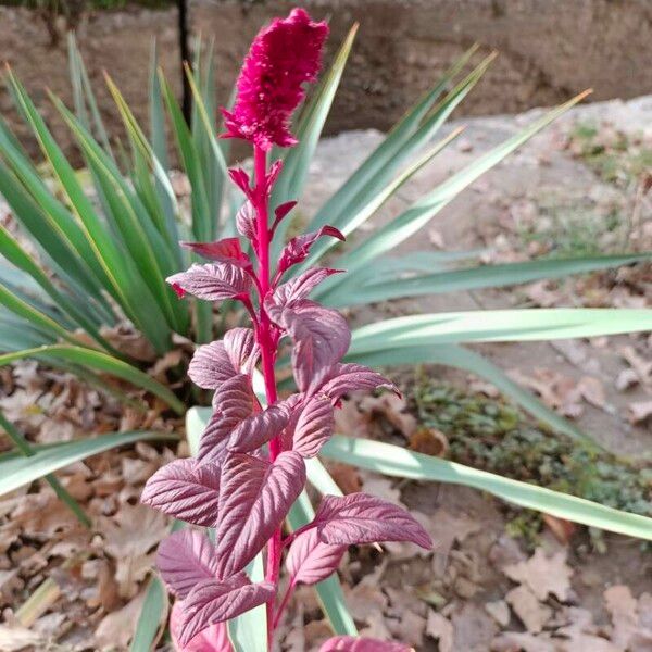 Amaranthus cruentus Leaf