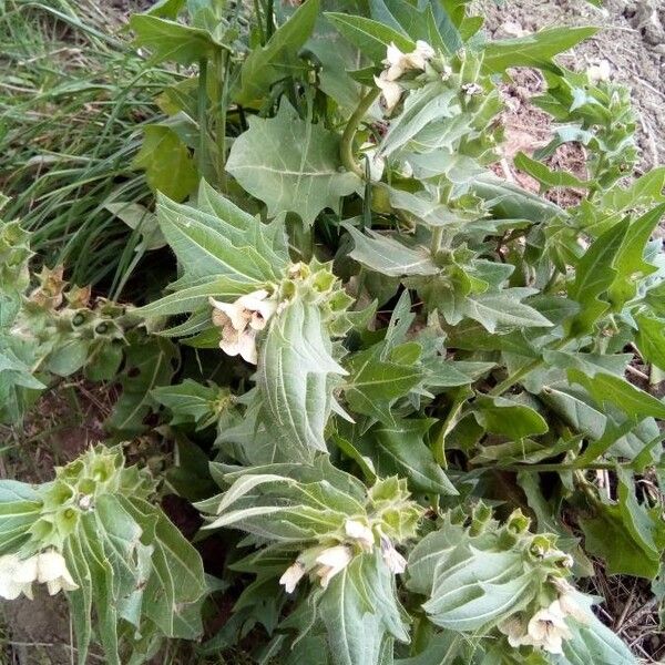 Hyoscyamus niger (Common henbane)