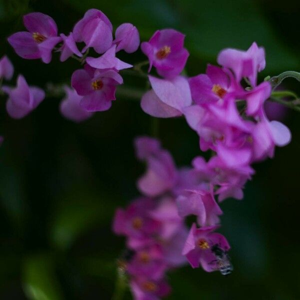 Antigonon leptopus Blomst