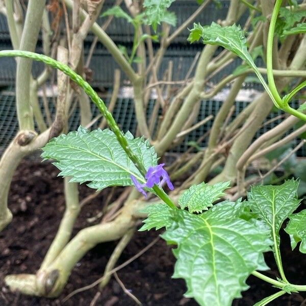 Stachytarpheta indica Blomst