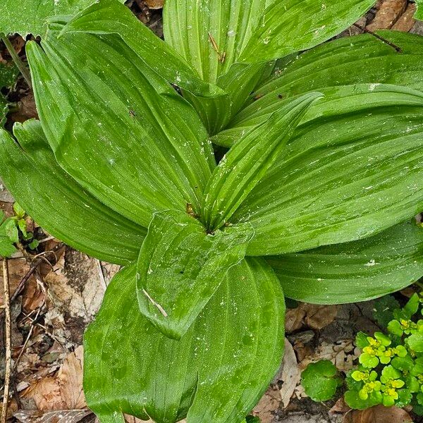 Veratrum album Feuille