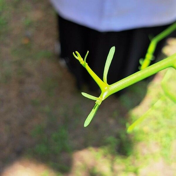 Euphorbia tirucalli Λουλούδι