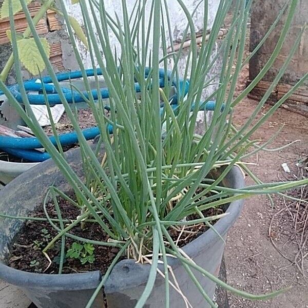 Allium fistulosum Leaf