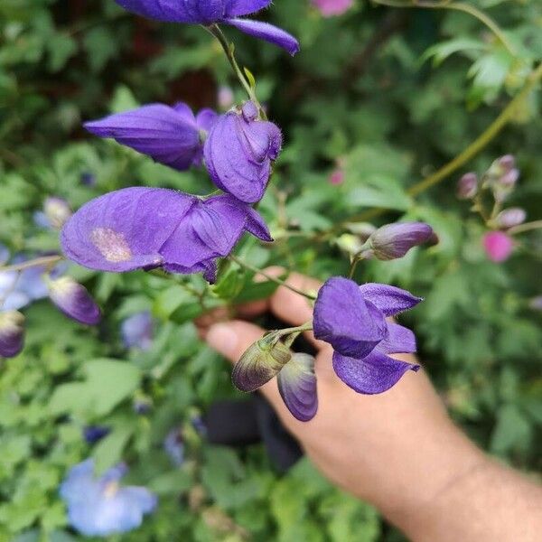 Aconitum columbianum Blomst