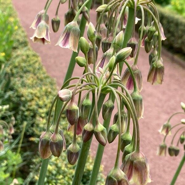 Allium siculum Blomma