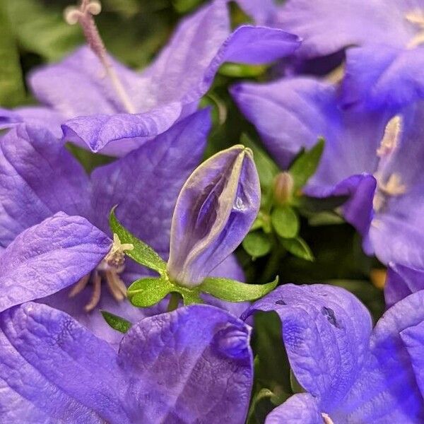 Campanula carpatica Altro