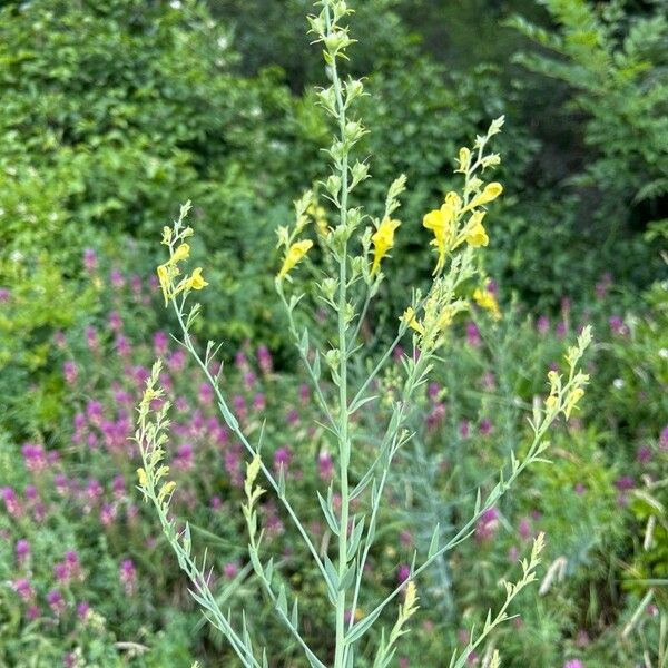 Linaria genistifolia Цвят