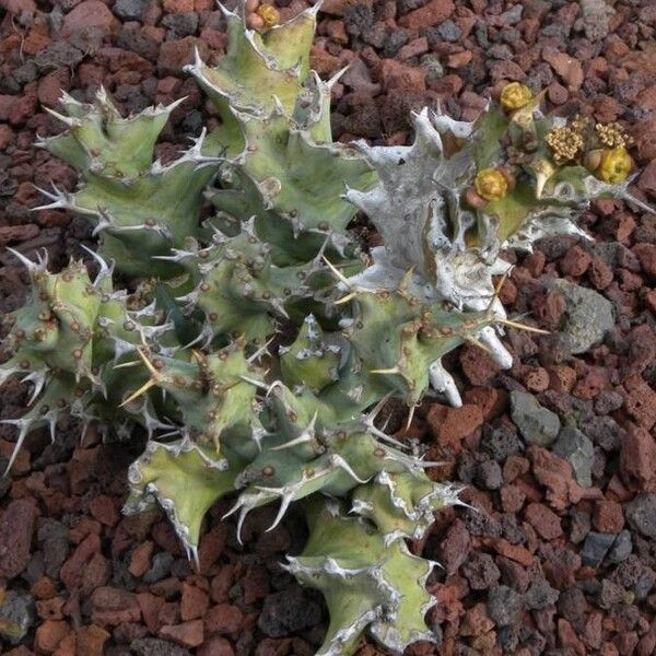 Euphorbia tortirama Hábito