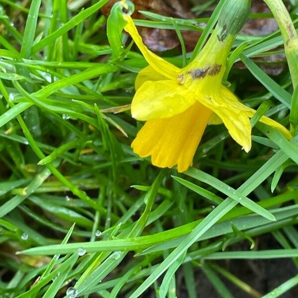 Narcissus jonquilla Flower