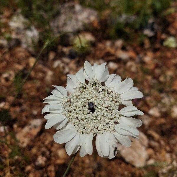 Artedia squamata Virág