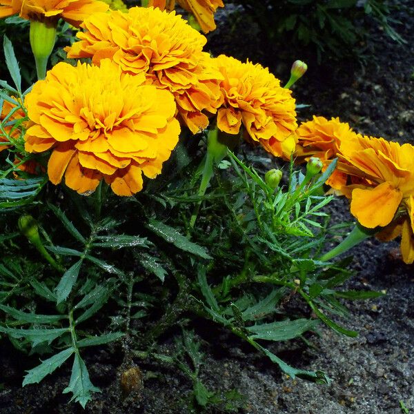 Tagetes erecta 整株植物