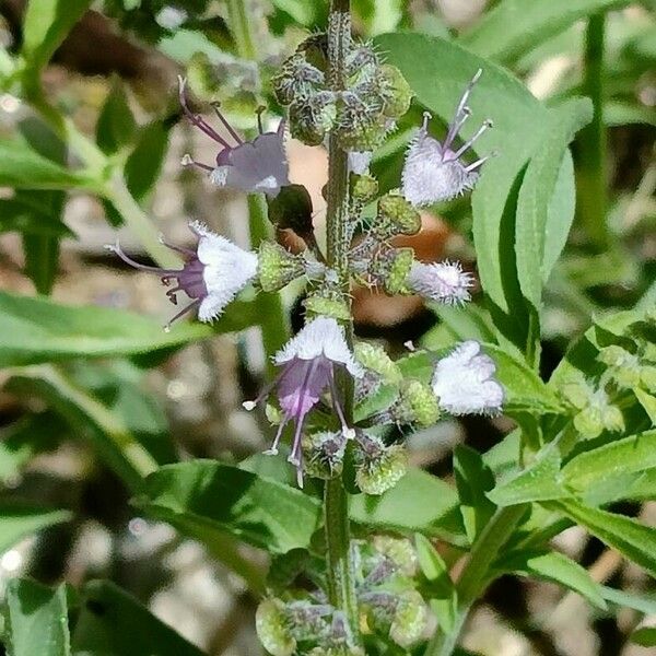 Ocimum americanum Lorea