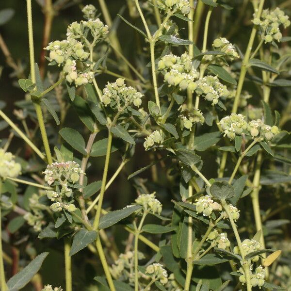 Euphorbia lasiocarpa Habit